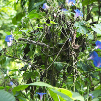 Photo de Bali - Autour de Munduk